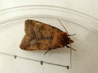 Barred Chestnut